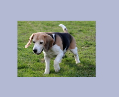Anja Sichardt 2016: Fotografische Vorlage zu Beagle porträtiert